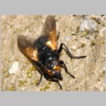 Mesembrina meridiana - Rinderfliege 01.jpg